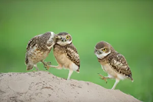 Two newly fledged burrowing owl chicks (Athene cunicularia) one being groomed by its mother (far left) Pantanal, Brazil. WINNER: Eric Hosking Award portfolio image 4/6 - Wildlife Photographer of the Year 2010