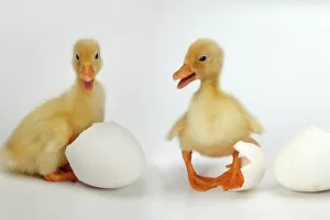 What's New: Newly hatched ducklings with eggs