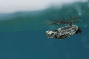 Turkey Prints: Newly hatched Loggerhead turtle (Caretta caretta) with its front flippers pressed