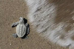 Newly hatched Loggerhead turtle (Caretta caretta) at sea edge, Dalyan Delta, Turkey