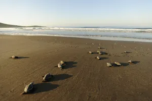 Turkey Prints: Newly hatched Loggerhead turtles (Caretta caretta) heading down the beach towards the sea