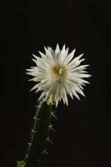 Images Dated 11th August 2014: Night-blooming cereus cactus (Acanthocereus tetragonus), flower bud opening at night, Texas, USA