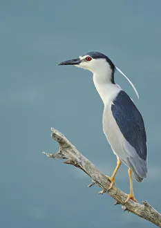 Images Dated 22nd May 2009: Night heron (Nycticorax nycticorax) on branch, Lake Kerkini, Macedonia, Greece, May 2009