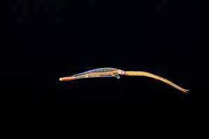Tentacle Prints: Night octopus (Callistoctopus aspilosomatis) larvae swimming in open sea at night