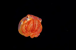 Larva Prints: Night octopus (Callistoctopus aspilosomatis) paralarval stage