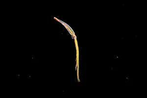 Larva Prints: Night octopus (Callistoctopus aspilosomatis) paralarval stage