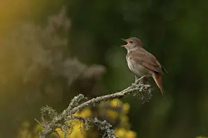 Luscinia Prints: Nightingale (Luscinia megarhynchos) perched on branch singing
