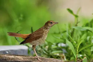 Luscinia Prints: Nightingale (Luscinia megarhynchos) perched on log, Hungary. June
