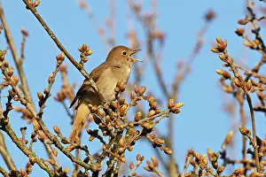 Luscinia Prints: Nightingale (Luscinia megarhynchos) perched in tree
