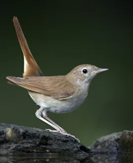 Images Dated 14th May 2008: Nightingale (Luscinia megarhynchos) Pusztaszer, Hungary, May 2008