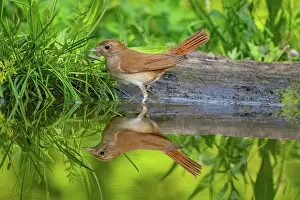 Nightingale (Luscinia megarhynchos) walking along water's edge, Hungary. June