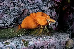 Sculpin Prints: Nihon grunt sculpin (Rhamphocottus nagaakii) portrait