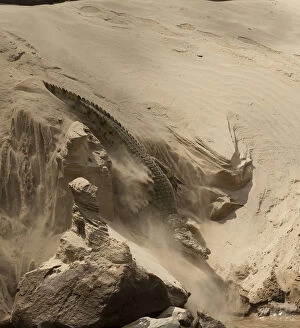 The Magic Moment Collection: Nile crocodile (Crocodylus niloticus) making its way through sand to the Rufiji River