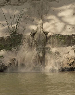 Life on Earth Gallery: Nile crocodile (Crocodylus niloticus) making its way down sand bank into to the Rufiji Rivre