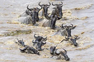Images Dated 2nd February 2020: Nile crocodile (Crocodylus niloticus) waiting to attack White-bearded wildebeest
