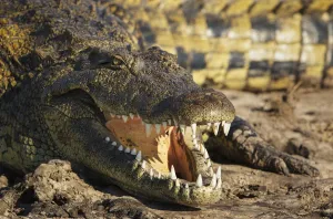 Scary Prints: Nile crocodile (Crocodylus niloticus) Chobe National Park, Botswana, June