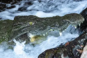 Crocodilian Prints: Nile crocodile (Crocodylus niloticus) in the flow of a small river at Mziima Springs