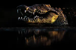 Scary Prints: Nile crocodile (Crocodylus niloticus) lurking at water's edge at night