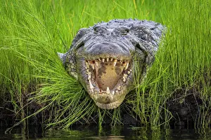 Waiting Prints: Nile crocodile (Crocodylus niloticus) lying on riverbank with mouth open