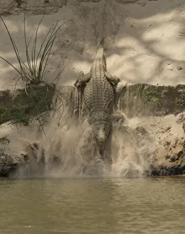 Nile crocodile (Crocodylus niloticus) making its way down sand bank into to the Rufiji Rivre