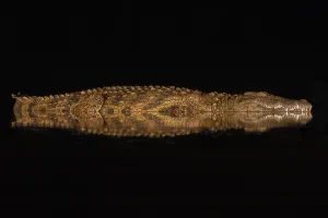 Nile crocodile (Crocodylus niloticus) at night, Zimanga private game reserve, KwaZulu-Natal