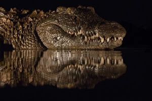 2019 January Highlights Gallery: Nile crocodile (Crocodylus niloticus) at night, Zimanga private game reserve, KwaZulu-Natal