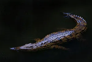 Crocodilians Prints: Nile crocodile (Crocodylus niloticus) partially submerged at night, captive, Madagascar