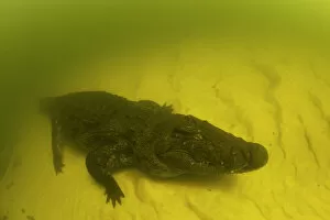 2018 March Highlights Collection: Nile crocodile (Crocodylus niloticus) on the river bed, Okavango River, Okavango Delta, Botswana