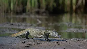 Lizard Prints: Nile monitor (Varanus niloticus) with tongue out