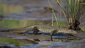 Lizard Prints: Nile monitor (Varanus niloticus) walking over mud, Allahein river, The Gambia