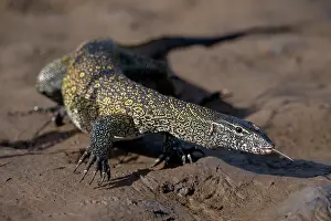 Muscomorpha Prints: Nile monitor (Varanus niloticus) walking over mud with Tse- tse fly (Glossina sp)
