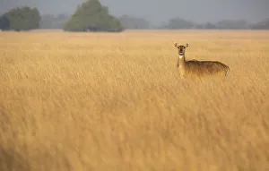 Nilgai or Blue bull (Boselaphus tragocamelus), female standing in grass. Velavadar National Park