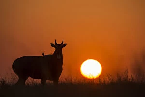 Yashpal Rathore Gallery: Nilgai or Blue bull (Boselaphus tragocamelus), silhouette of male at sunset, with