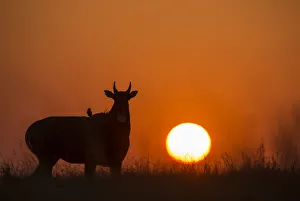 Images Dated 2015 January: 30 Jan 2015 Collection