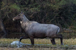 Axel Gomille Collection: Nilgai (Boselaphus tragocamelus), male walking through water, Keoladeo Ghana National Park