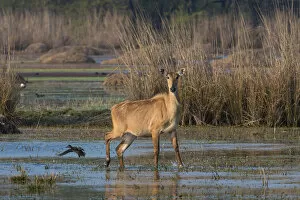 Axel Gomille Collection: Nilgai (Boselaphus tragocamelus), female in water, Rajasthan, India