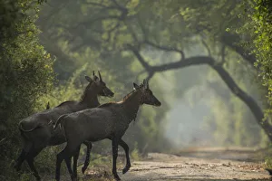Yashpal Rathore Gallery: Nilgai (Boselaphus tragocamelus) young bulls, Keoladeo / Bharatpur National Park