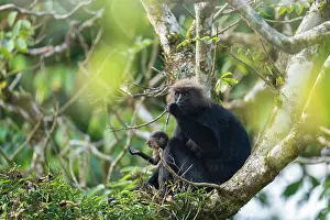 Monkey Prints: Nilgiri langur (Semnopithecus johnii) female with infant