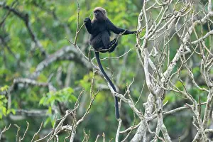 Monkey Prints: Nilgiri langur (Semnopithecus johnii) juvenile