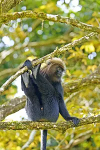 Nilgiri langur (Trachypithecus johnii) Anaimalai Mountain Range (Nilgiri hills) Nilgiri langur (Trachypithecus johnii) Anaimalai Mountain Range (Nilgiri hills)