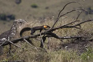 Marten Prints: Nilgiri marten (Martes gwatkinsii) walking on a fallen branch in Mukurthi National Park