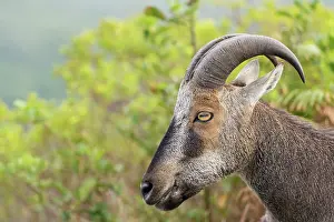 Endemic Prints: Nilgiri tahr (Nilgiritragus hylocrius) head portrait
