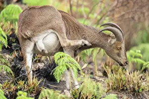 Endemic Prints: Nilgiri tahr (Nilgiritragus hylocrius) scratching