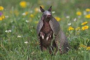Nine-banded Armadillo (Dasypus novemcinctus) in wildflower meadow standing on hind legs