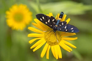 Arctiid Moth Gallery: Nine-spotted moth (Amata phegea) feeding from a Mountain arnica flower (Arnica montana)