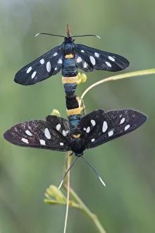 Nine-spotted moth (Amata / Syntomis phegea) pair mating, San Marino, May 2009