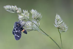 Arctiidae Gallery: Nine-spotted moth (Syntomis phegea) on grass flower head, Peerdsbos, Brasschaat, Belgium