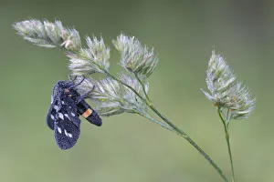 Noctuid Prints: Nine-spotted moth (Syntomis phegea) on grass flower head, Peerdsbos, Brasschaat, Belgium