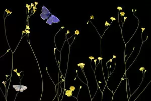 Images Dated 11th February 2010: Nipplewort (Lapsana communis) in flower with Eschers blue butterfly (Polyommatus escheri)
