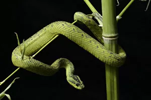 Images Dated 15th September 2012: Nitsches bush Viper (Atheris nitschei) captive, from Uganda and Congo